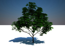 free 3d model дерево Каштан